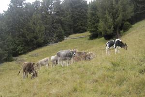 Unsere Kühe auf der Almwiese