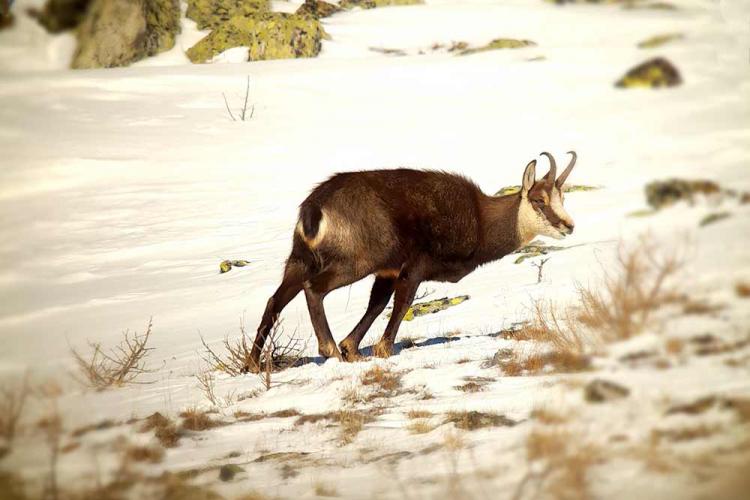 Parco Nazionale dello Stelvio