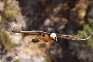 Der Bartgeier im Stilfserjoch Nationalpark