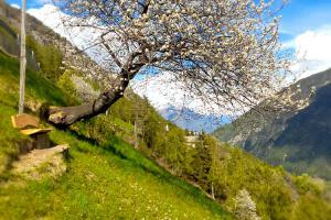 Berghof im Martelltal