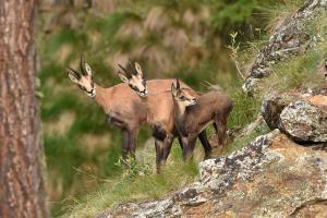 Camosci nel Parco Nazionale dello Stelvio