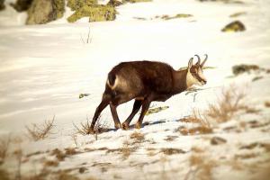 Camosci nel Parco Nazionale dello Stelvio