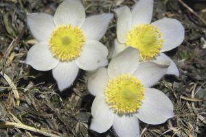 Pulsatilla comune