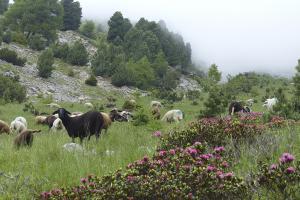 Pecore su prati di monte