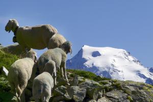 Schafe, im Hintergrund der Ortler (3.905m)