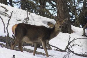 Hirsch im Winter