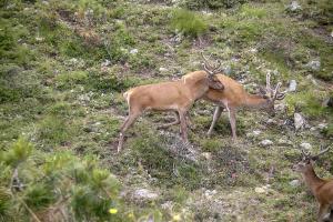 Hirsche im Stilfserjoch Nationalpark