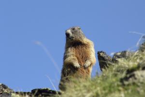 Marmotta in Val Martello