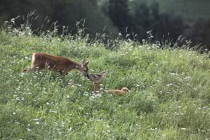 Rehe im Martelltal