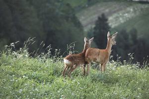 Rehe im Martelltal