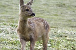 Piccolo di capriolo su prato di monte