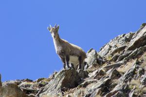 Giovane stambecco nel Parco Nazionale dello Stelvio