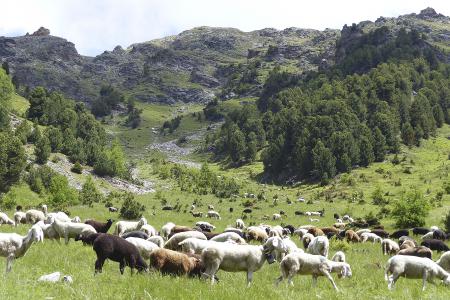 Le nostre pecore sul prato di montagna