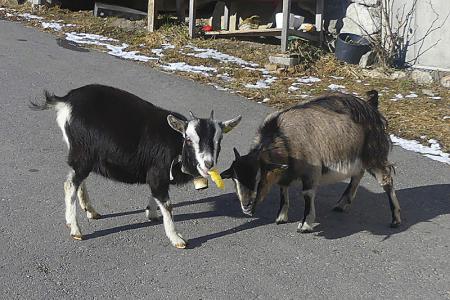 Unsere Zwergzeigen Timo und Franzi