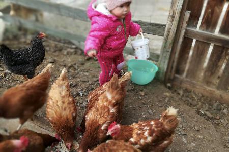 Figlia Ida dà da mangiare alle gallinie