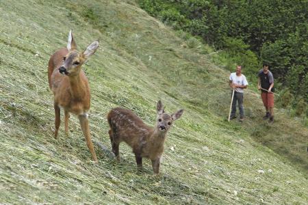 Rehe in unserer Wiese