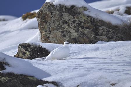 Gut getarntes Schneehuhn im Winter