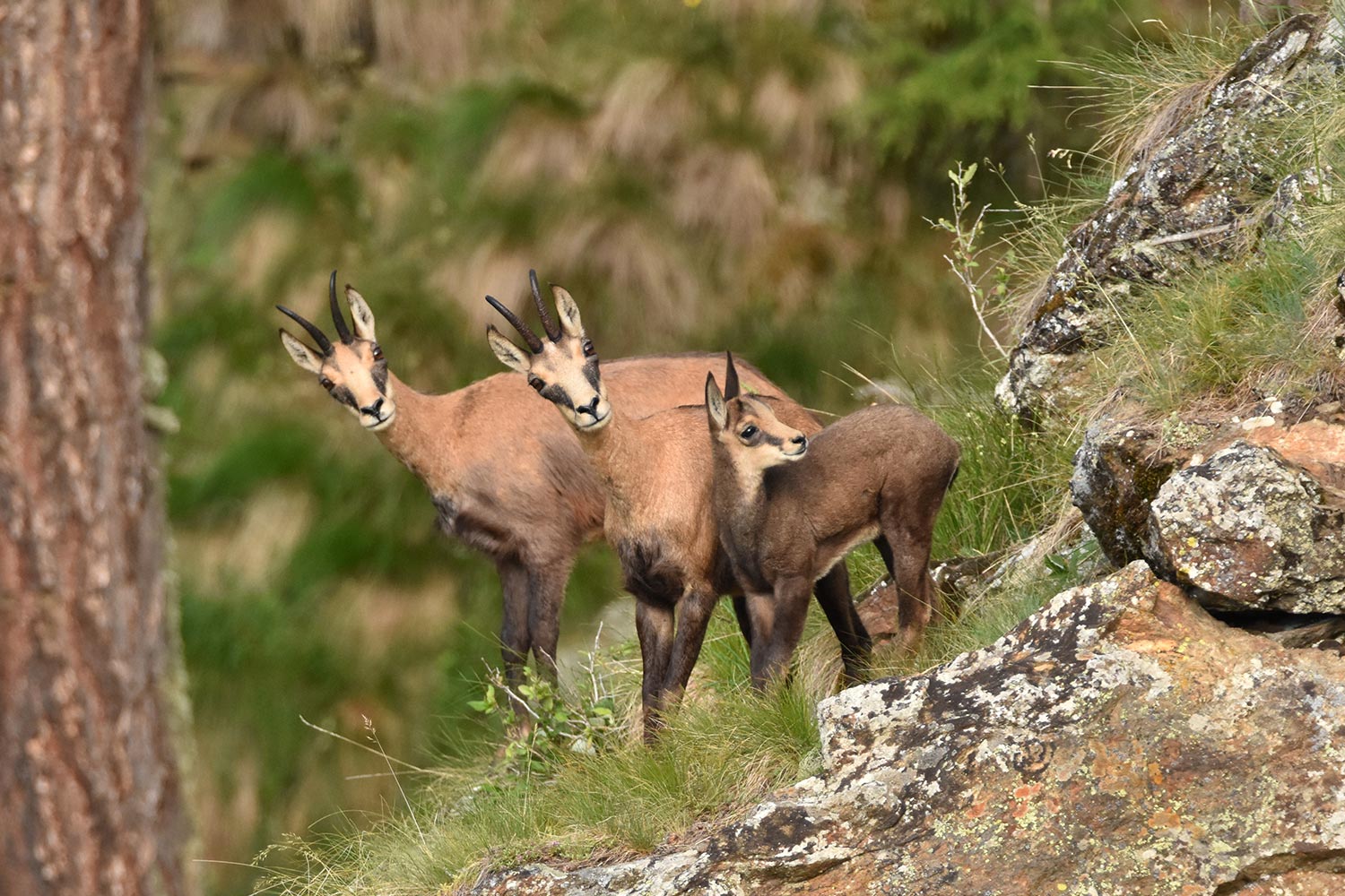 Camosci nel Parco Nazionale dello Stelvio