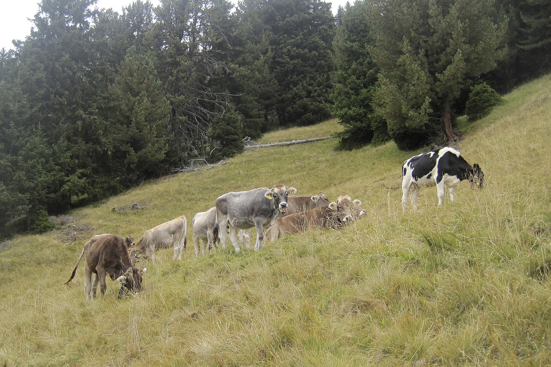 Le nostre mucche su un prato di montagna