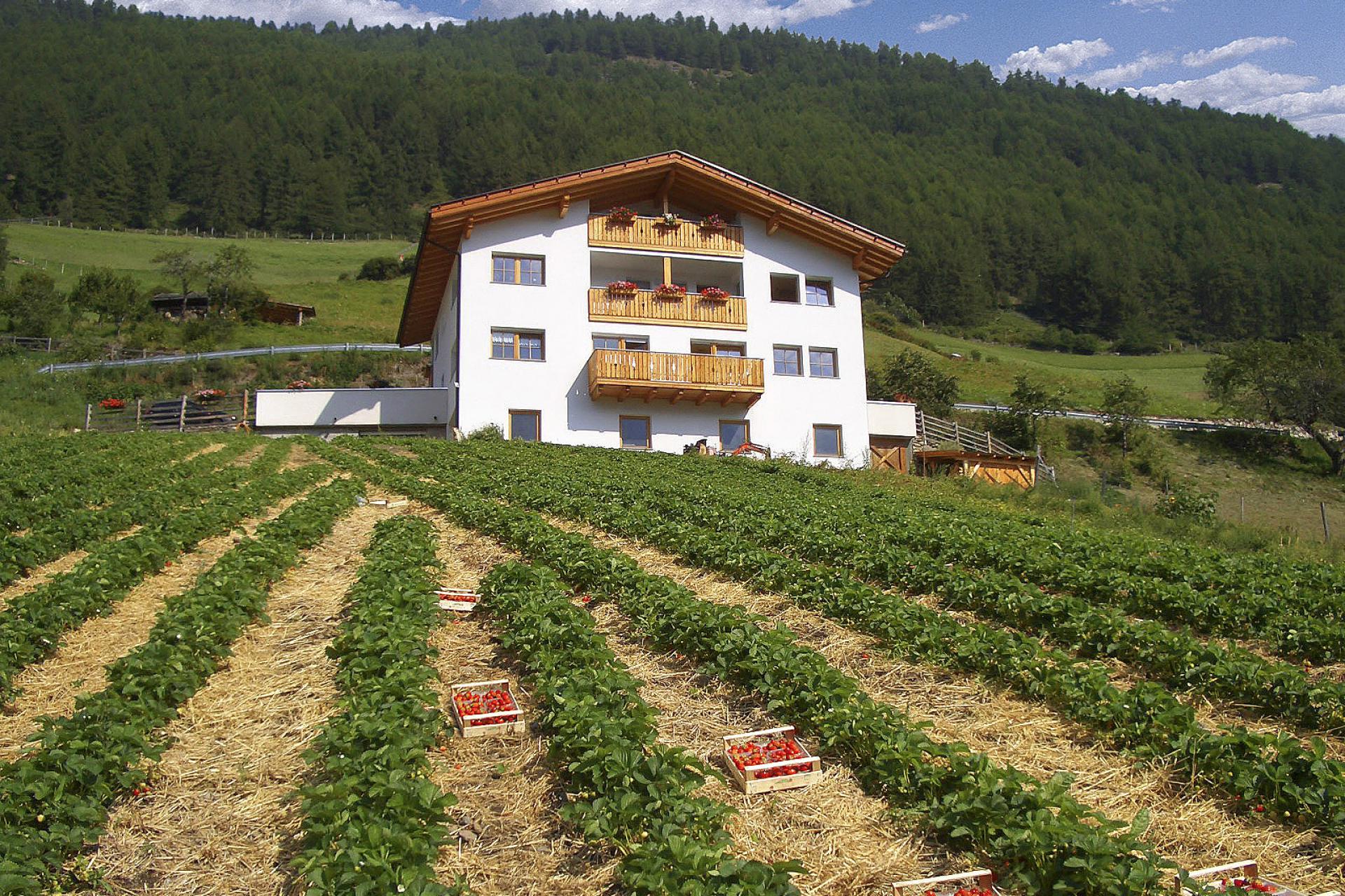 Der Berghof im Martelltal mit Erdbeerfeld