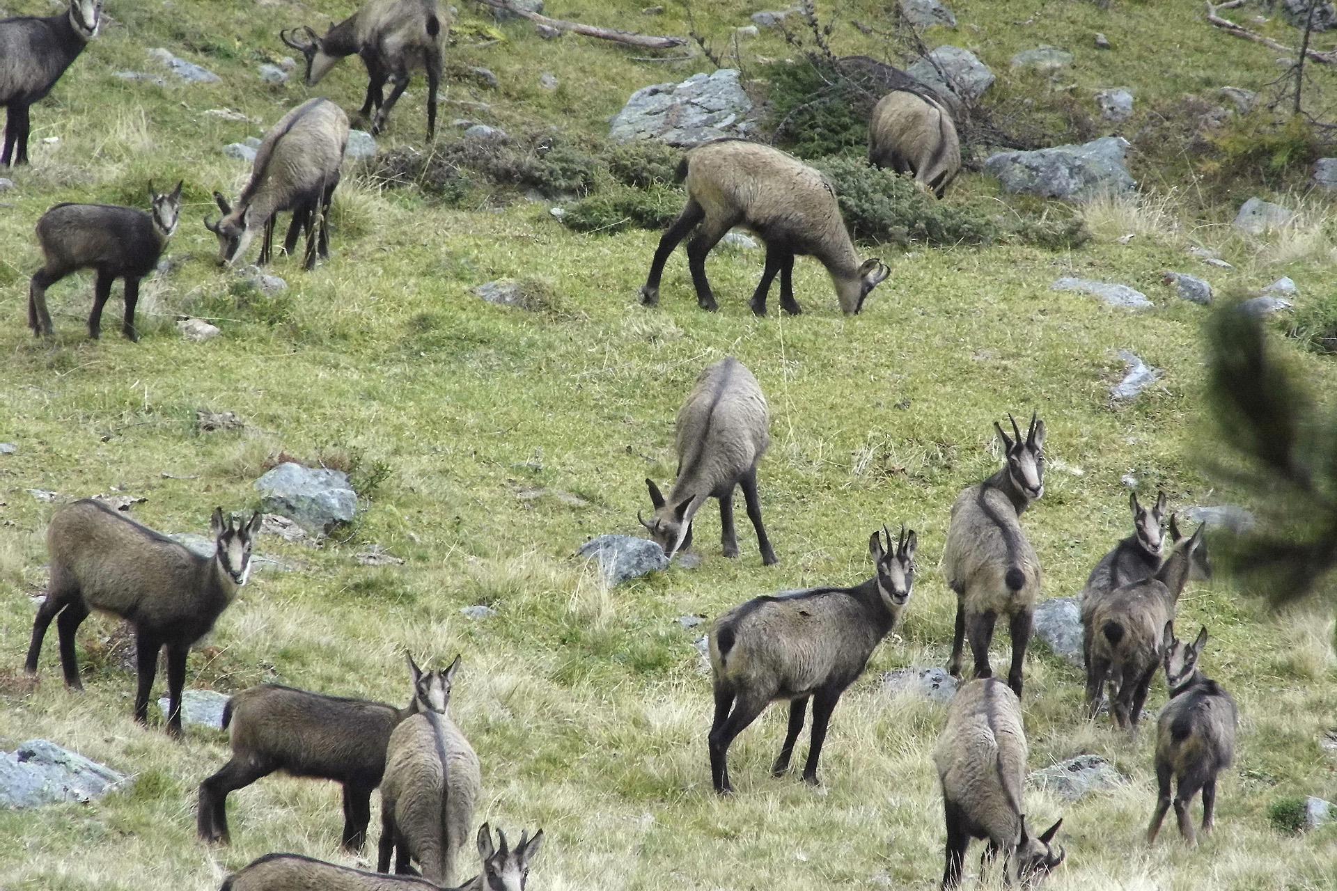 Camosci nel Parco Nazionale dello Stelvio